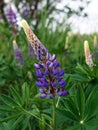 Blooming purple Lupine flowers - Lupinus polyphyllus fodder plants growing in spring garden. Violet and lilac blossom Royalty Free Stock Photo