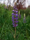 Blooming purple Lupine flowers - Lupinus polyphyllus fodder plants growing in spring garden. Violet and lilac blossom Royalty Free Stock Photo