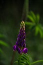 Blooming purple Lupine flowers - Lupinus polyphyllus fodder plants growing in spring garden. Violet and lilac blossom Royalty Free Stock Photo