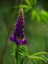 Blooming purple Lupine flowers - Lupinus polyphyllus fodder plants growing in spring garden. Violet and lilac blossom Royalty Free Stock Photo