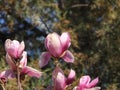 The blooming Purple Magnolia