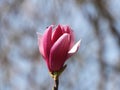 The blooming Purple Magnolia