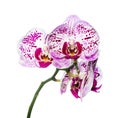 Blooming purple motley orchid is isolated on white