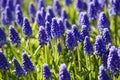 Blooming purple Muscari (Grape Hyacinth)