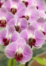 Blooming purple orchid