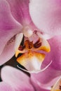 Blooming purple Orchid. Flora, nature. Orhidea Phalenopsis in nature.