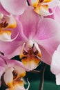 Blooming purple Orchid. Flora, nature. Orhidea Phalenopsis in nature.