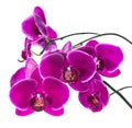 Blooming purple orchid isolated