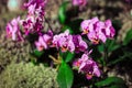 Blooming purple orchids in blossom garden. Spring flowers on floral background. Royalty Free Stock Photo