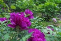 Blooming purple peonies. Violet peonies in the city garden