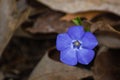 A Single Periwinkle Flower - Vinca Minor Royalty Free Stock Photo