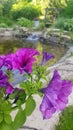 Blooming purple Petunia in a pot close - up against the background of a pond with a rocky Bank and a stream in the garden. Macro Royalty Free Stock Photo