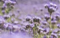 Blooming purple phacelia close-up on a blurred background, like a natural background