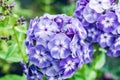 Blooming purple phlox `Blue Paradise` in the garden