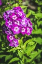 Blooming purple phlox in the garden