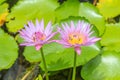 Blooming purple pink lotus and little bees Royalty Free Stock Photo