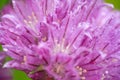 Blooming purple plant Allium, macro, covered with water drops