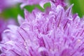 Blooming purple plant Allium, macro, covered with water drops