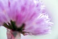 Blooming purple plant Allium, macro, covered with water drops