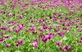 blooming purple poppy flowers in the spring. green seed pods and stem. Papaver somniferum Royalty Free Stock Photo