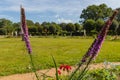 Blooming purple prairie blazing star Liatris pycnostachya flowers Royalty Free Stock Photo