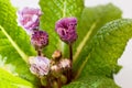 Blooming purple primrose close-up