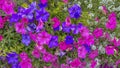 Blooming purple and red petunias with lush foliage in a vibrant garden Royalty Free Stock Photo