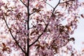 Blooming Purple Red Sakura Tree Garden in Spring. Blurry Backgr Royalty Free Stock Photo