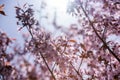 Blooming Purple Red Sakura Tree Garden in Spring. Blurry Backgr Royalty Free Stock Photo