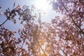 Blooming Purple Red Sakura Tree Garden in Spring. Blurry Backgr Royalty Free Stock Photo