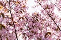 Blooming Purple Red Sakura Tree Garden in Spring. Blurry Backgr Royalty Free Stock Photo