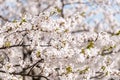 Blooming Purple Red Sakura Tree Garden in Spring. Blurry Backgr Royalty Free Stock Photo