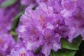 Blooming purple rhododendron, petals detail