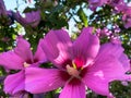 Blooming purple Rose of Sharon, also known as Hibiscus syriacus Royalty Free Stock Photo