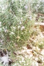 Blooming purple rosemary flower under freezing snow blanket near Dallas, Texas, USA Royalty Free Stock Photo