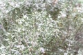 Blooming purple rosemary flower under freezing snow blanket near Dallas, Texas, USA Royalty Free Stock Photo