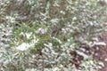 Blooming purple rosemary flower under freezing snow blanket near Dallas, Texas, USA Royalty Free Stock Photo