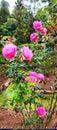 Blooming purple roses in the garden Royalty Free Stock Photo