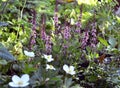 Blooming purple sage flower on flowerbed in the garden Royalty Free Stock Photo