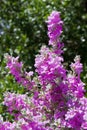 Blooming Purple Sage Royalty Free Stock Photo