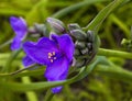 Blooming Purple Spiderwort