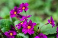 Blooming purple spring primrose flowers