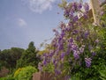 Blooming purple spring wisteria in Rome, Italy