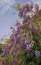 Blooming purple spring wisteria in Rome, Italy