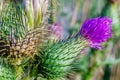 Blooming purple thistle in closeup macro Royalty Free Stock Photo