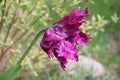 Blooming purple tulip Royalty Free Stock Photo