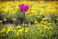 Blooming purple tulip on a background of yellow dandelions. Lonely tulip on a background of wildflowers