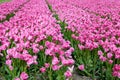Blooming purple tulip field full-screen Royalty Free Stock Photo