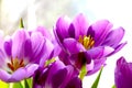 Blooming purple tulips in a bouquet. Fragrant smell