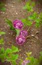 Blooming purple tulips in the garden. Three pink tulips Royalty Free Stock Photo